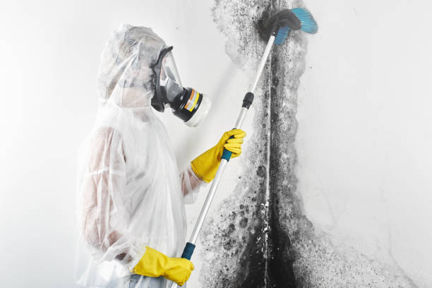 Reliable South Uniontown, PA Mold Removal Solutions