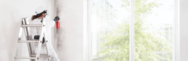 Best Water Damage & Mold Remediation  in South Uniontown, PA